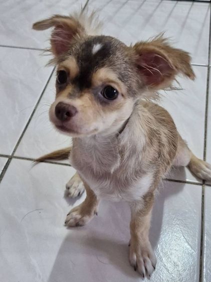 หาบ้านให้น้องชิวาวา เพศเมีย