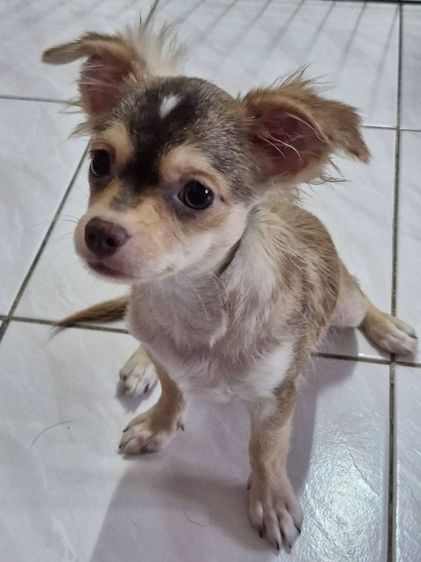 หาบ้านให้น้องชิวาวา เพศเมีย รูปที่ 2