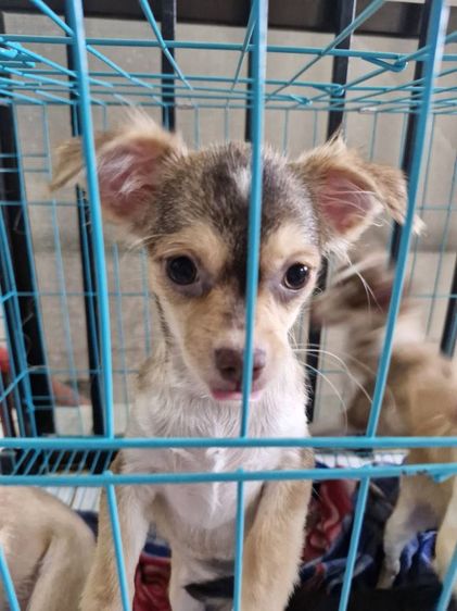 หาบ้านให้น้องชิวาวา เพศเมีย รูปที่ 4