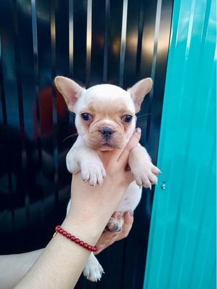 ลูกสุนัขเฟร้นบลูด๊อก รูปที่ 5