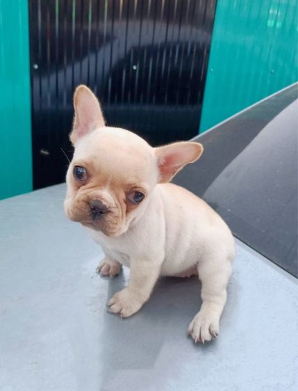 ลูกสุนัขเฟร้นบลูด๊อก รูปที่ 2