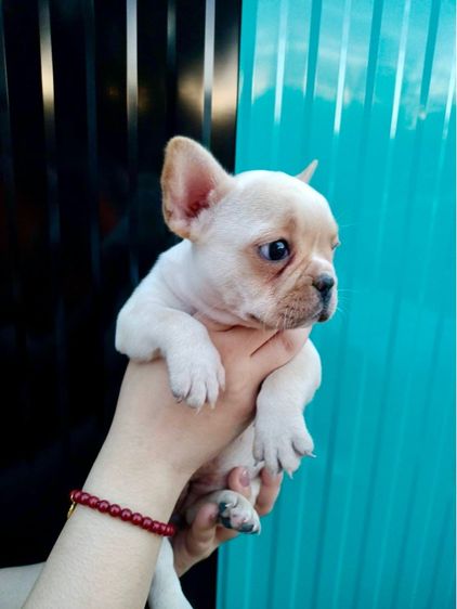 ลูกสุนัขเฟร้นบลูด๊อก รูปที่ 6