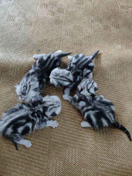 ขายลูกเเมวอเมริกันชอตเเฮร์เเท้..สายเลือดดี..พ่อเเม่พันธ์เเท้ทั้งคู่..ลูกๆลายสวยมาก..เพศชาย2ตัว..เพศหญิง2ตัว..สนใจโทร 0929135188 รูปที่ 4