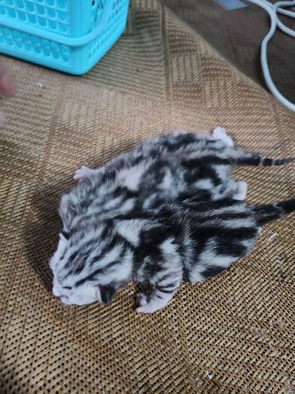 ขายลูกเเมวอเมริกันชอตเเฮร์เเท้..สายเลือดดี..พ่อเเม่พันธ์เเท้ทั้งคู่..ลูกๆลายสวยมาก..เพศชาย2ตัว..เพศหญิง2ตัว..สนใจโทร 0929135188 รูปที่ 6