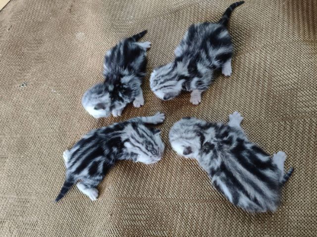 ขายลูกเเมวอเมริกันชอตเเฮร์เเท้..สายเลือดดี..พ่อเเม่พันธ์เเท้ทั้งคู่..ลูกๆลายสวยมาก..เพศชาย2ตัว..เพศหญิง2ตัว..สนใจโทร 0929135188 รูปที่ 3