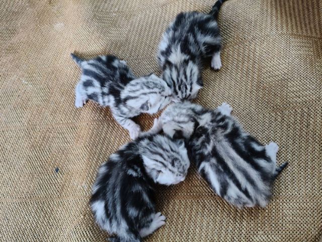 อเมริกัน ชอร์ตแฮร์ (American Shorthair) ขายลูกเเซมอเมริกันชอตเเฮร์เเท้..สายเลือดดี..พ่อเเม่พันธ์เเท้ทั้งคู่..ลูกๆลายสวยมาก..เพศชาย2ตัว..เพศหญิง2ตัว..สนใจโทร 0929135188