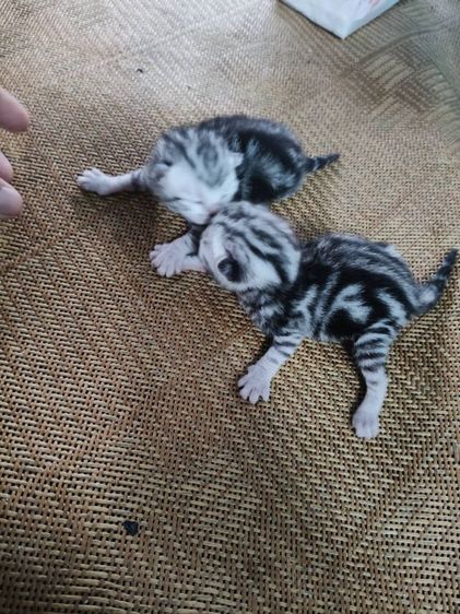 ขายลูกเเมวอเมริกันชอตเเฮร์เเท้..สายเลือดดี..พ่อเเม่พันธ์เเท้ทั้งคู่..ลูกๆลายสวยมาก..เพศชาย2ตัว..เพศหญิง2ตัว..สนใจโทร 0929135188 รูปที่ 7