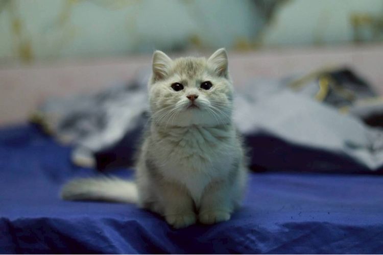 หนุ่มบริติชสีAy