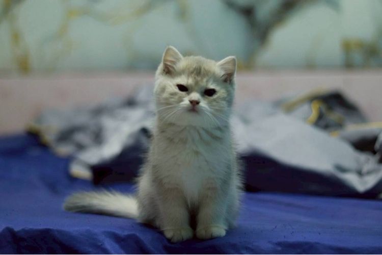 หนุ่มบริติชสีAy รูปที่ 4