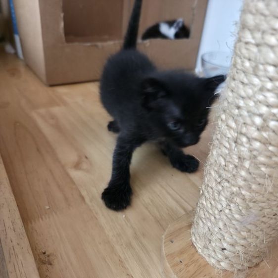 ฟรีไม่มีค่าใช้จ่าย รูปที่ 5