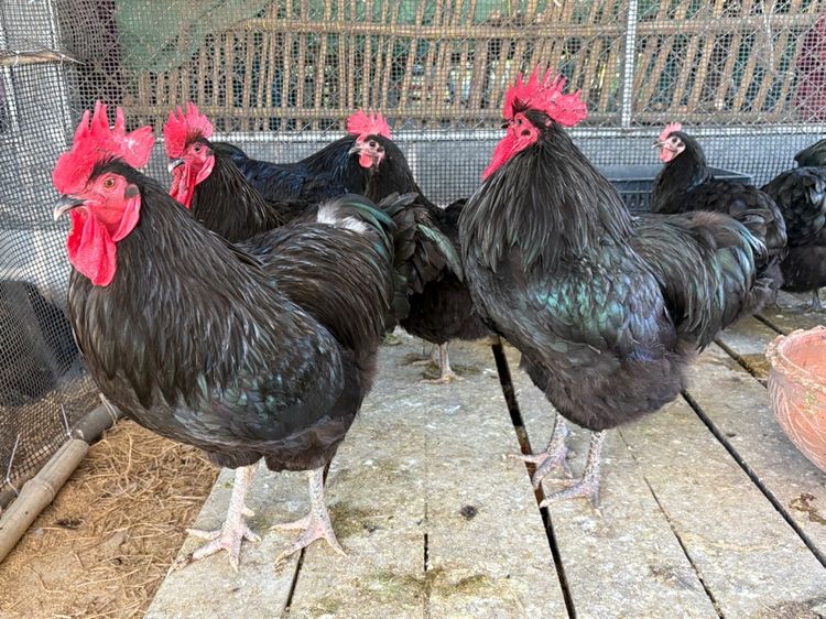 พ่อพันธุ์ไก่ไข่ออสตราลอป รูปที่ 2