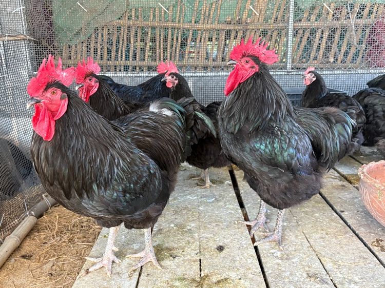 พ่อพันธุ์ไก่ไข่ออสตราลอป