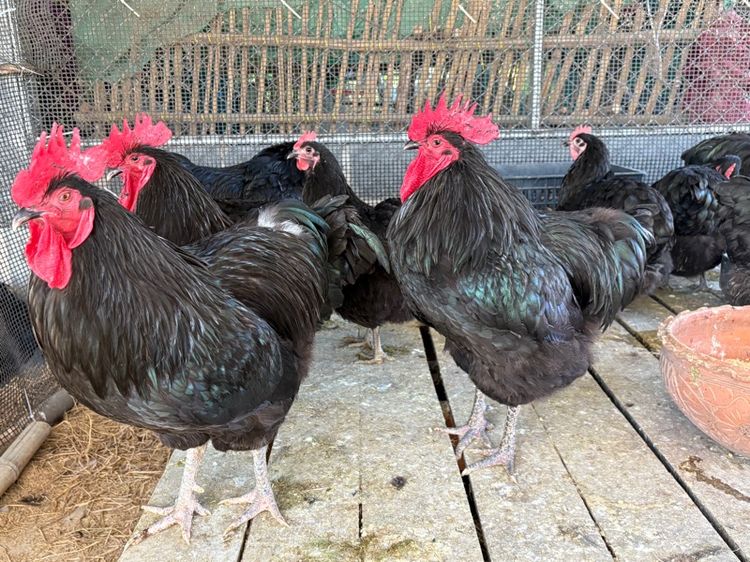 พ่อพันธุ์ไก่ไข่ออสตราลอป รูปที่ 3