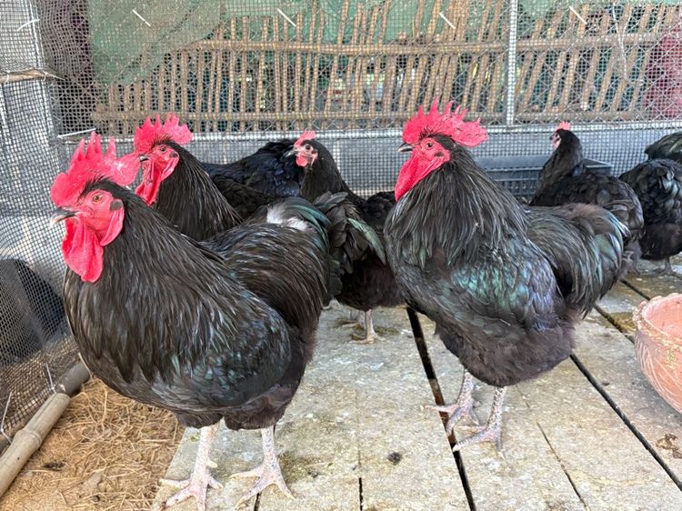 พ่อพันธุ์ไก่ไข่ออสตราลอป รูปที่ 4