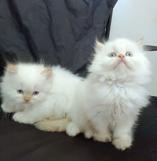 เปอร์เซีย รูปที่ 6