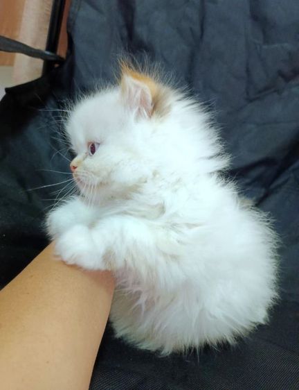 เปอร์เซีย รูปที่ 5