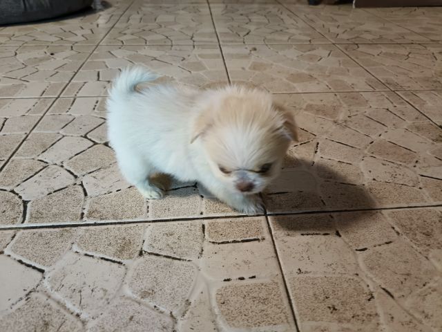 ปอมเมอเรเนียน (Pomeranian) เล็ก ลูกสุนัขปอมจิ๋ว