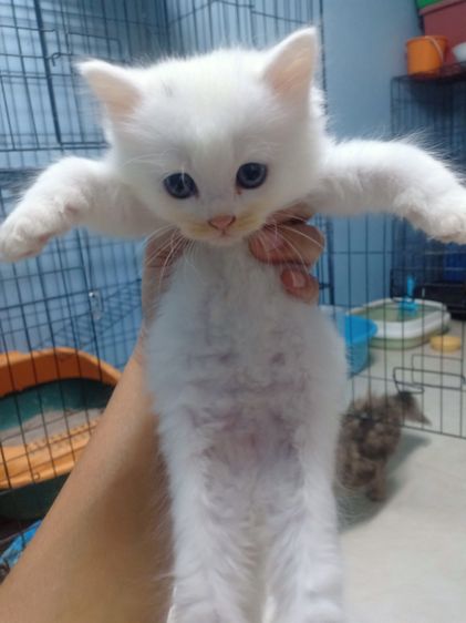 ลูกแมวเปอร์เซีย