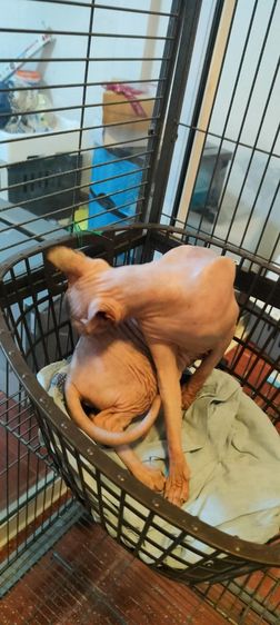 เเมวสฟิงซ์ ญ 2 ปี รูปที่ 14