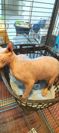 เเมวสฟิงซ์ ญ 2 ปี รูปที่ 7