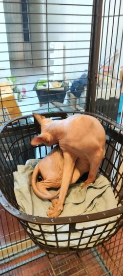 เเมวสฟิงซ์ ญ 2 ปี รูปที่ 15