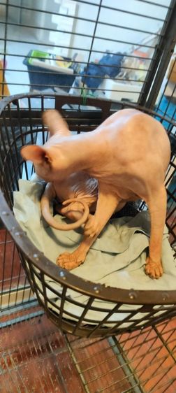 เเมวสฟิงซ์ ญ 2 ปี รูปที่ 13