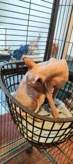 เเมวสฟิงซ์ ญ 2 ปี รูปที่ 10