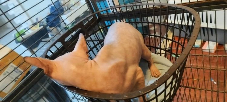 เเมวสฟิงซ์ ญ 2 ปี รูปที่ 6