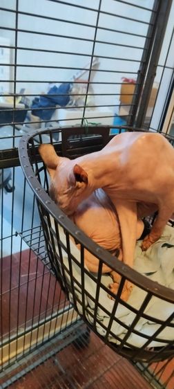 สฟิงซ์ (Sphynx) เเมวสฟิงซ์ ญ 2 ปี