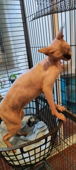 เเมวสฟิงซ์ ญ 2 ปี รูปที่ 9