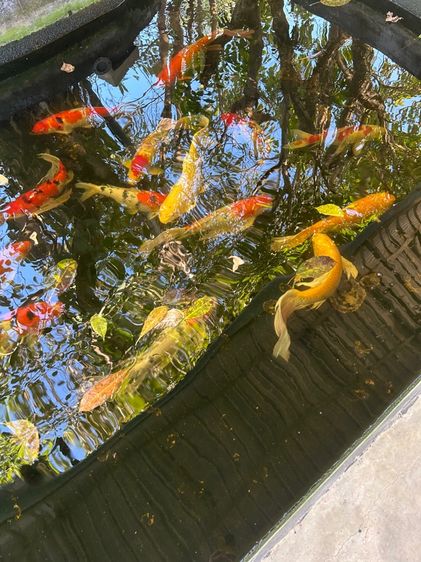 ปลาสวยงาม ไซร์ใหญ่ รูปที่ 9