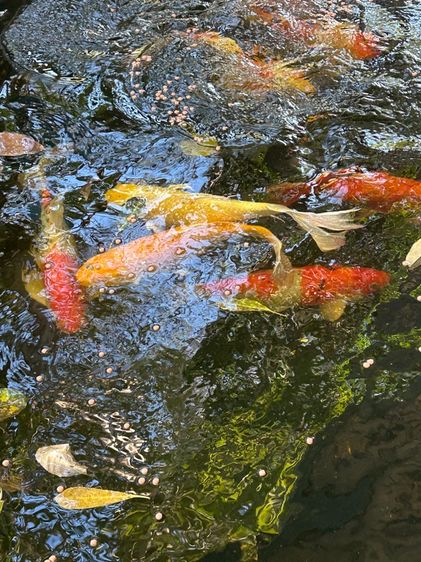 ปลาสวยงาม ไซร์ใหญ่ รูปที่ 8