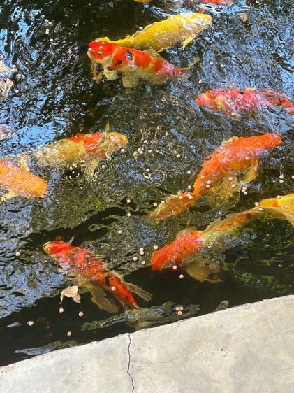 ปลาสวยงาม ไซร์ใหญ่ รูปที่ 3