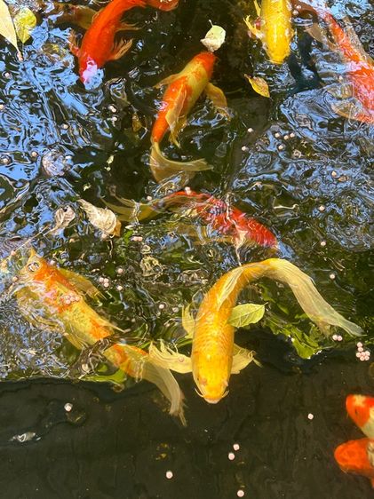 ปลาสวยงาม ไซร์ใหญ่ รูปที่ 5