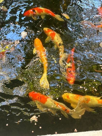 ปลาสวยงาม ไซร์ใหญ่ รูปที่ 4