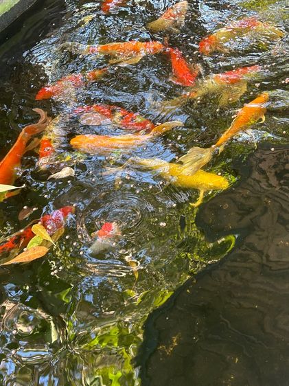 ปลาสวยงาม ไซร์ใหญ่ รูปที่ 7