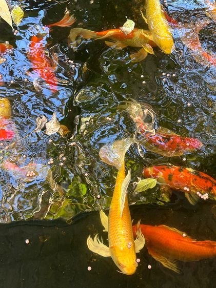 ปลาสวยงาม ไซร์ใหญ่ รูปที่ 2