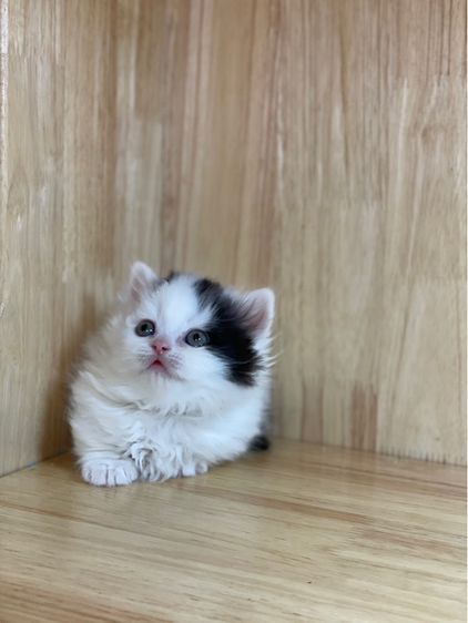 ลูกแมวมันช์กิ้นขาสั้น รูปที่ 8