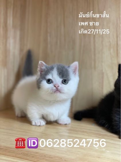 ลูกแมวมันช์กิ้นขาสั้น รูปที่ 2