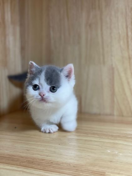 ลูกแมวมันช์กิ้นขาสั้น รูปที่ 5