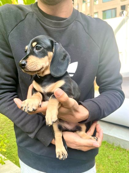 ดัชชุน มินิ (เพศผู้) รูปที่ 6