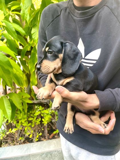 ดัชชุน มินิ (เพศผู้) รูปที่ 4