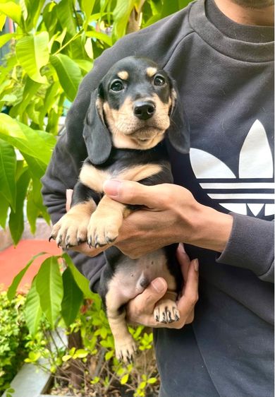 ดัชชุน มินิ (เพศผู้) รูปที่ 2