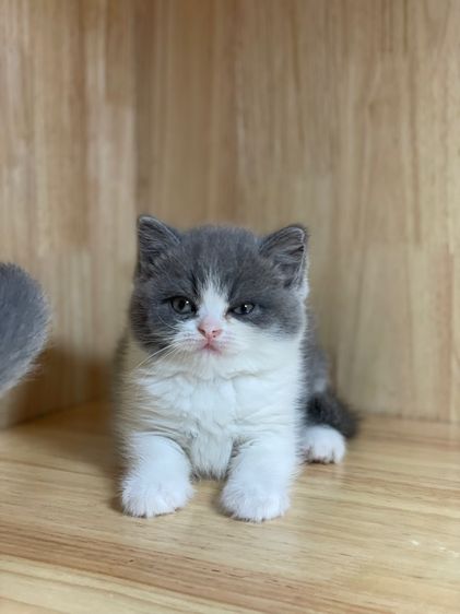 มันช์กิ้นขายาว รูปที่ 3