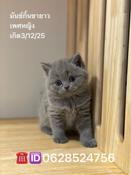 มันช์กิ้นขายาว รูปที่ 2