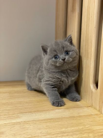 มันช์กิ้นขายาว รูปที่ 9