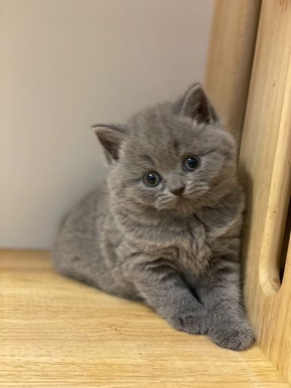 มันช์กิ้นขายาว รูปที่ 6