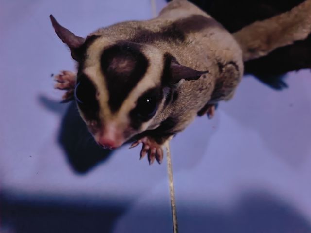 ชูการ์ไกด์เดอร์ รูปที่ 7