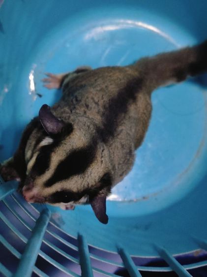 ชูการ์ไกด์เดอร์ รูปที่ 5