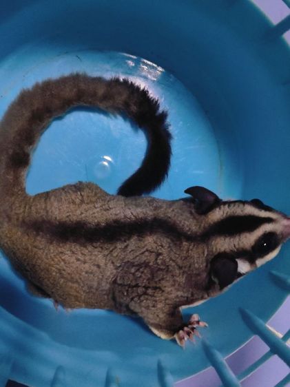 ชูการ์ไกด์เดอร์ รูปที่ 6